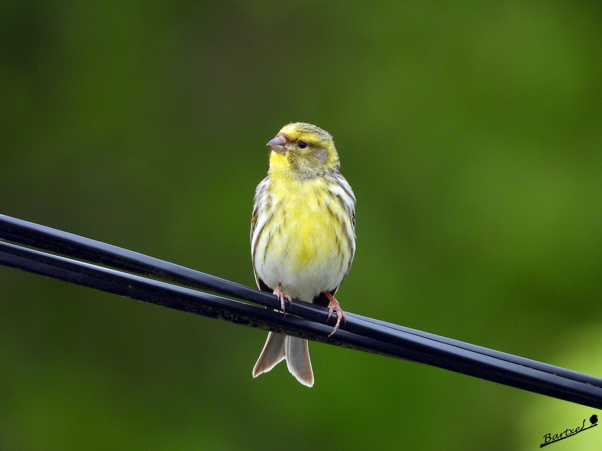 European Serin - ML618495529