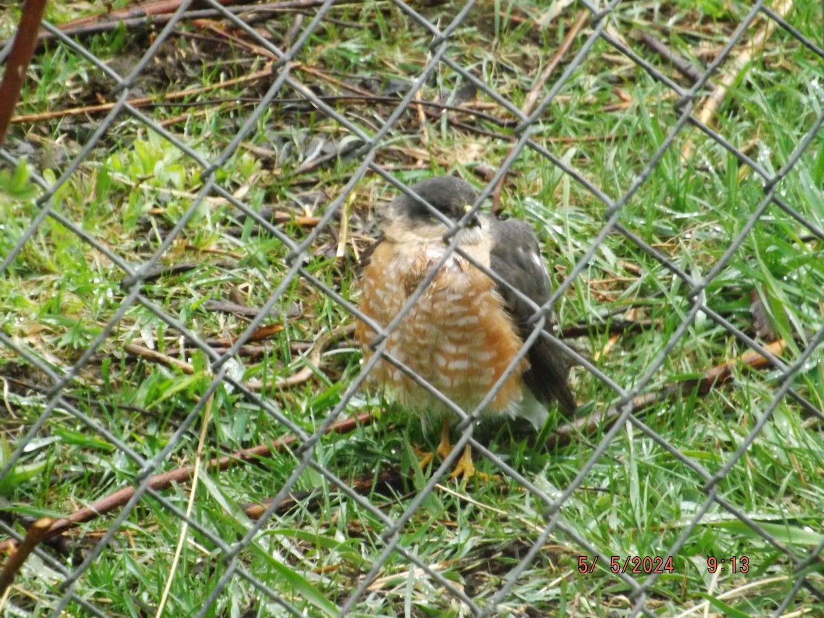 Sharp-shinned Hawk - ML618495541