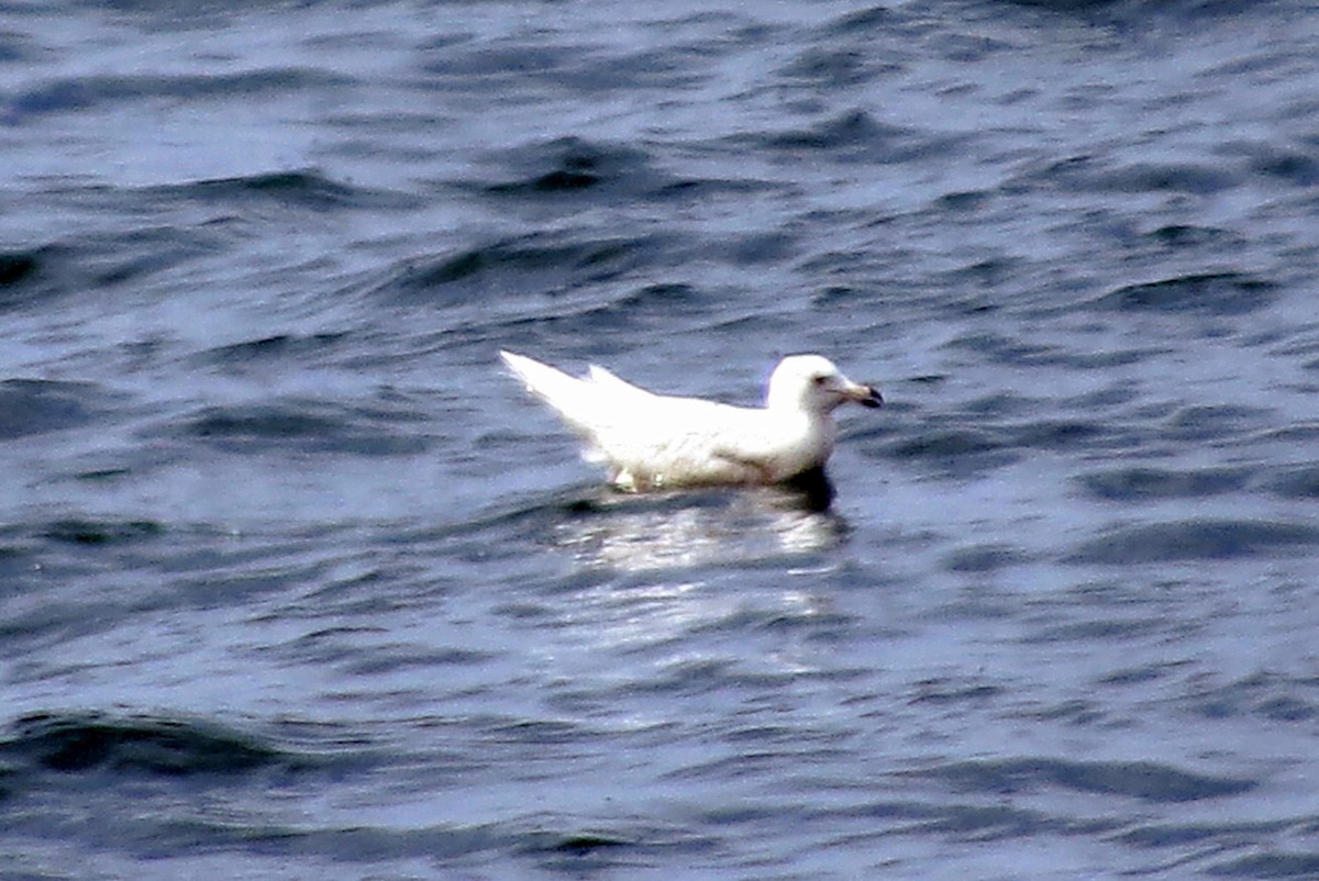 Iceland Gull - Pat McKay