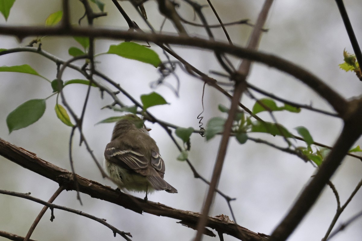 Least Flycatcher - Larry Therrien