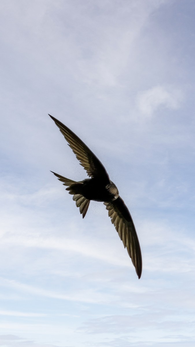 Common Swift - Manuel Palomo Ostos