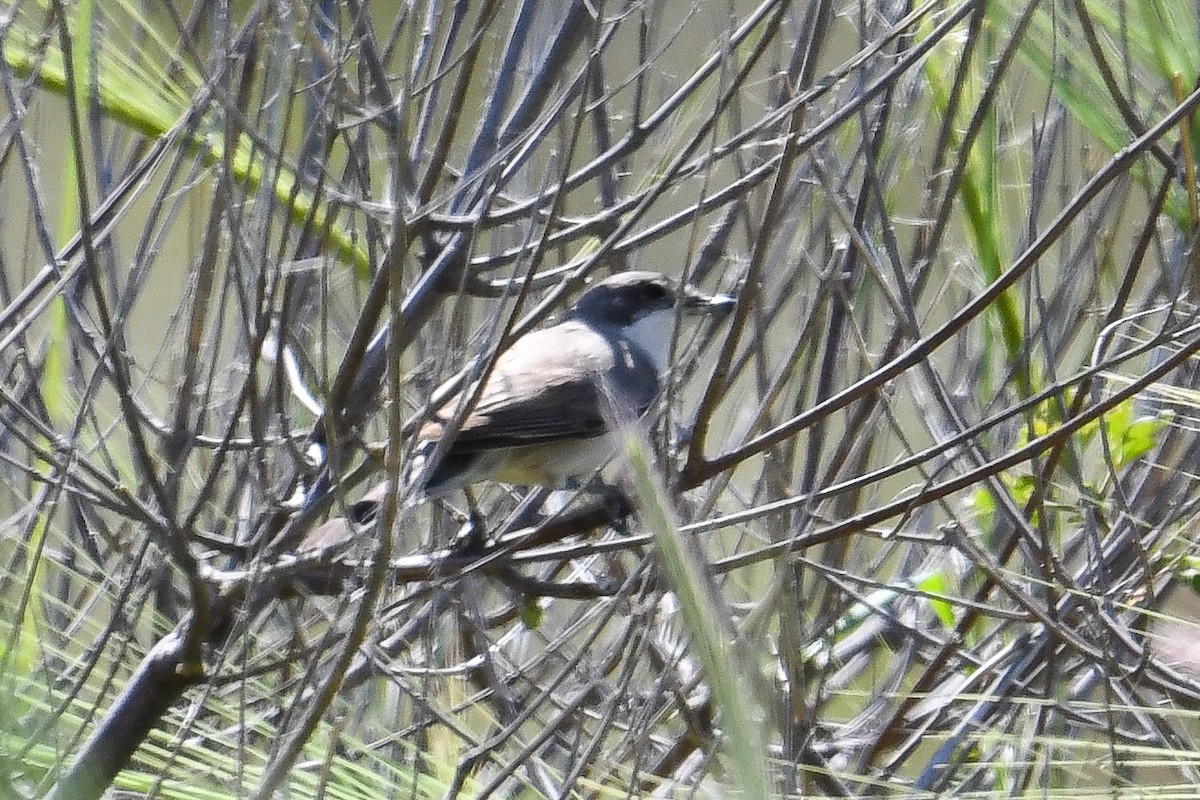 Eastern Orphean Warbler - ML618495603