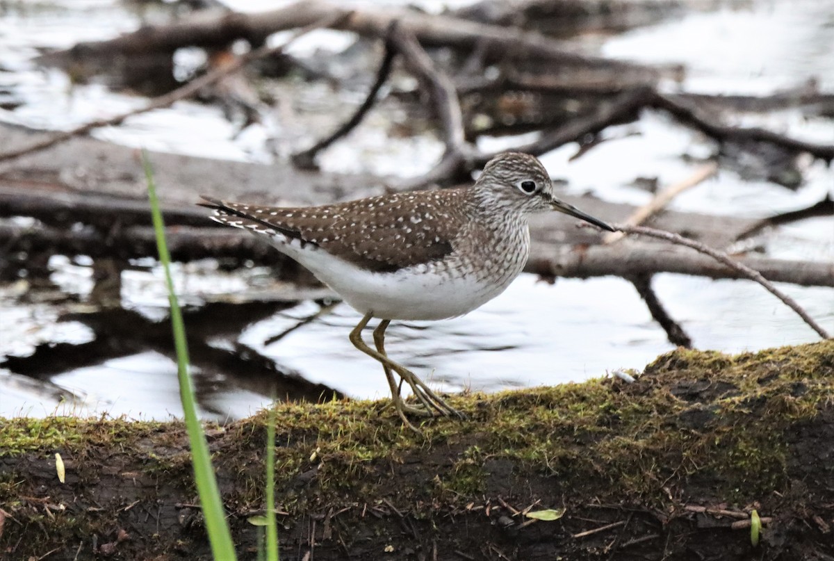 Solitary Sandpiper - Daniel Laforce