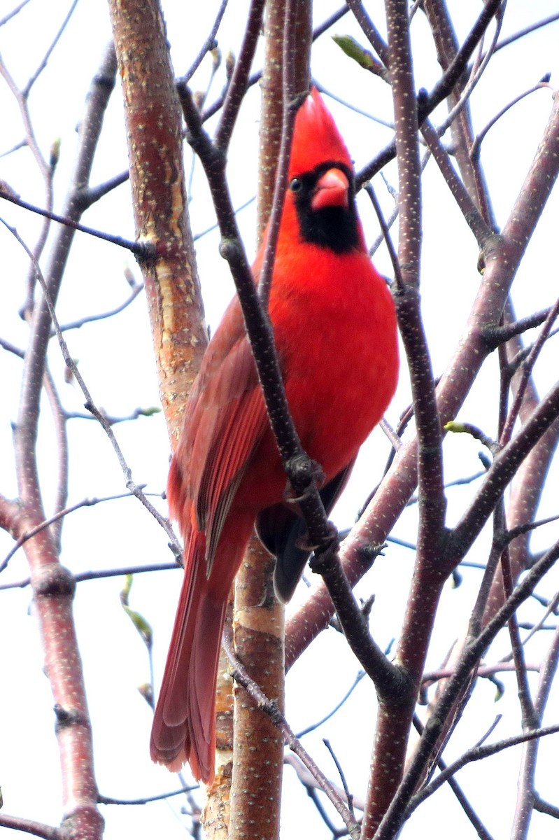 Northern Cardinal - ML618495633