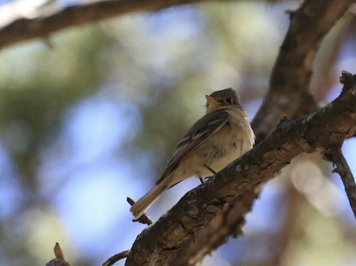 Buff-breasted Flycatcher - ML618495646