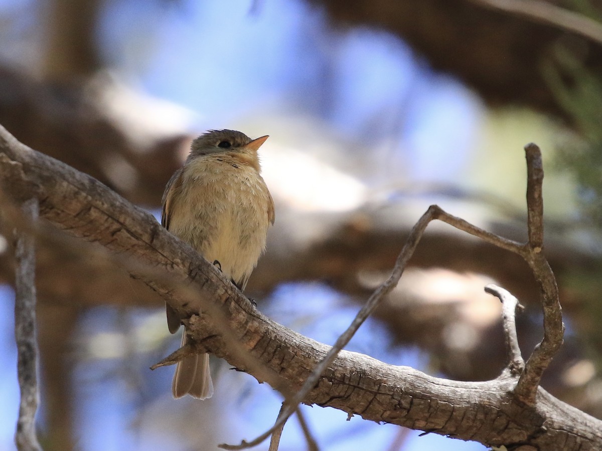 Buff-breasted Flycatcher - ML618495647