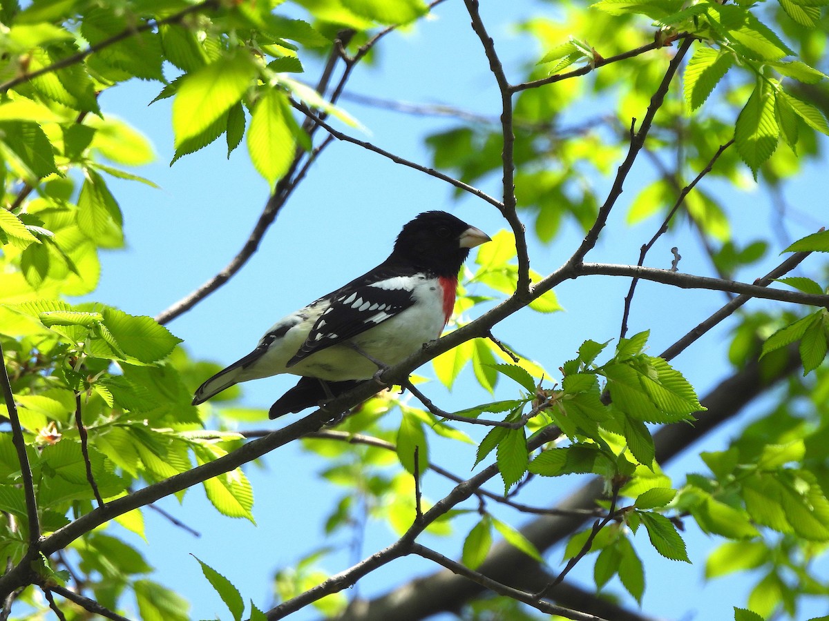 Rose-breasted Grosbeak - ML618495658