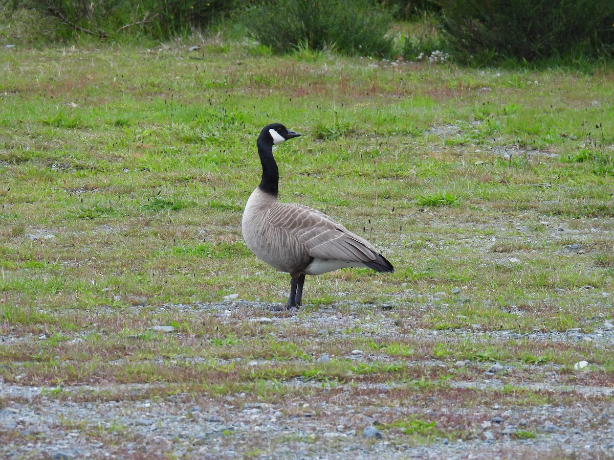 Canada Goose - Jody  Wells