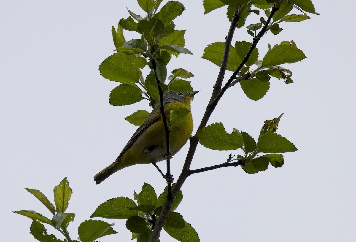 Nashville Warbler - ML618495670