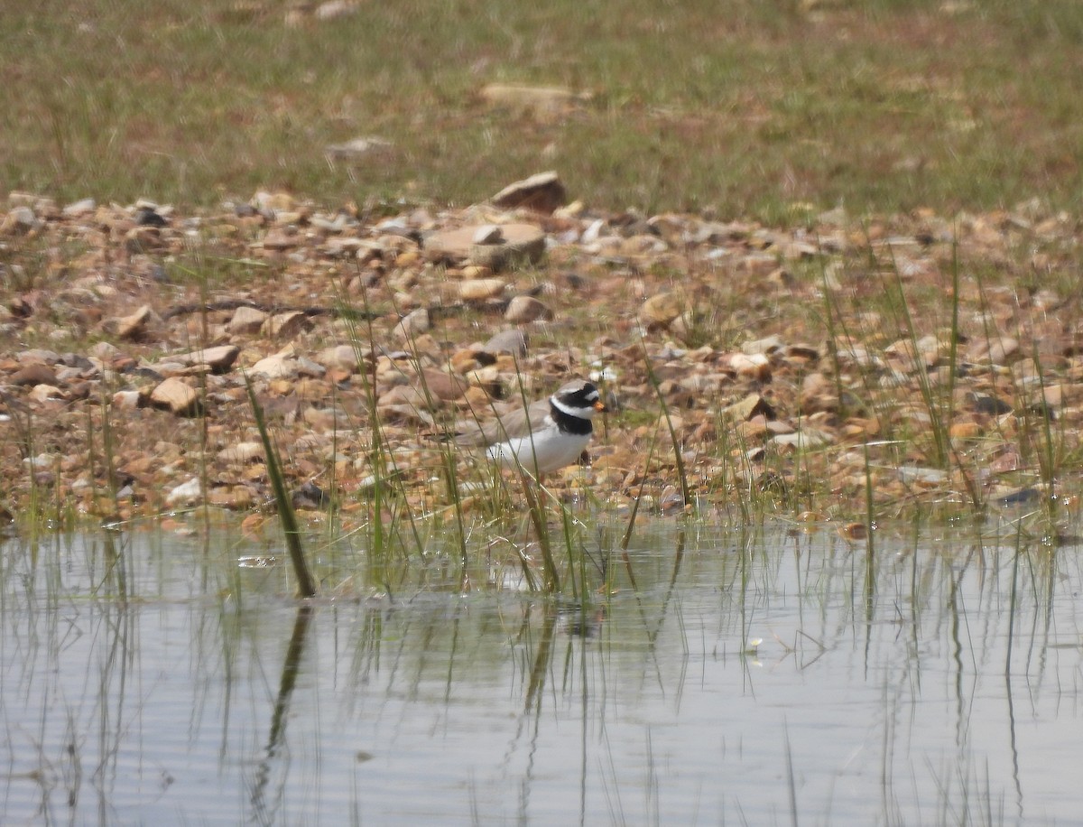 Common Ringed Plover - Miguel Martín Diego