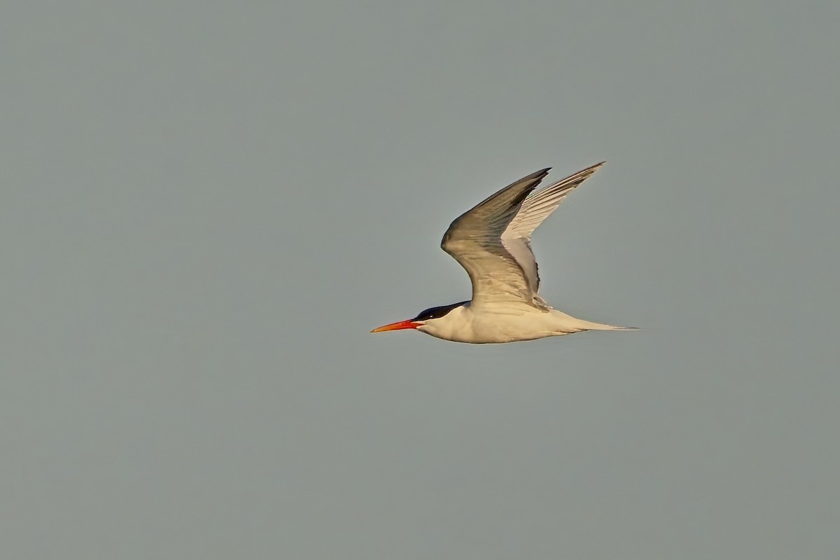 Elegant Tern - ML618495717