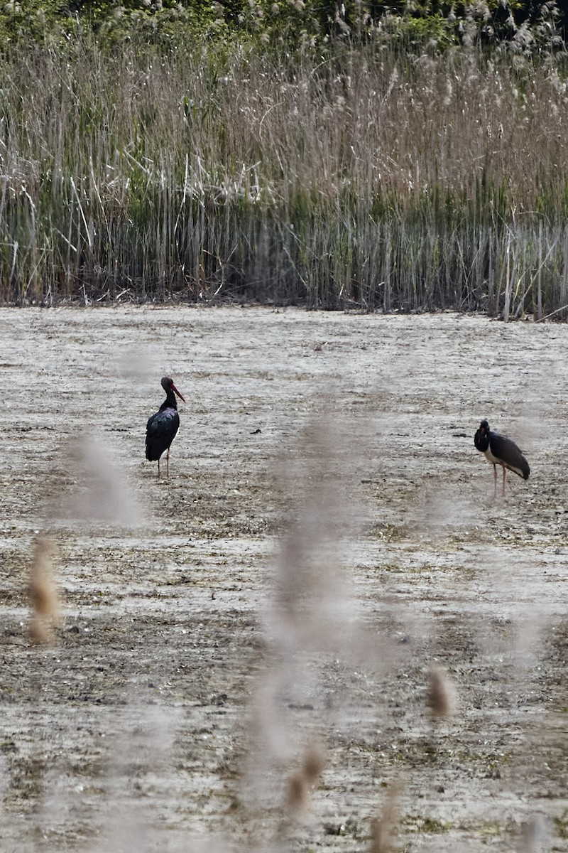 Black Stork - Monika Kolodziej