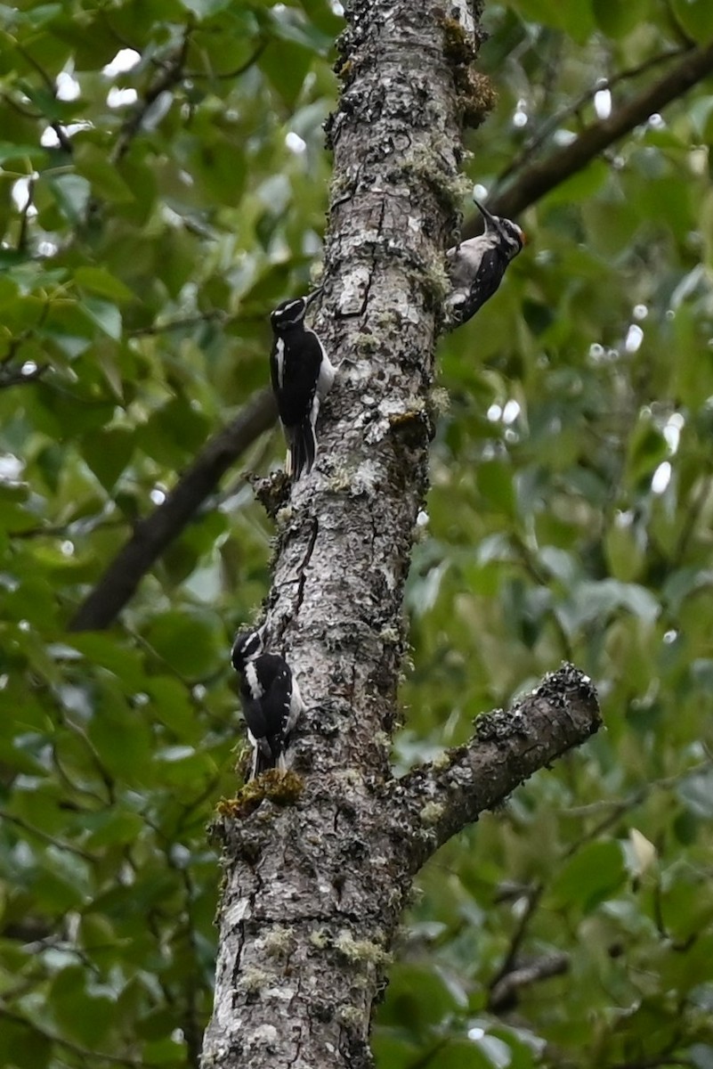 Hairy Woodpecker - ML618495759