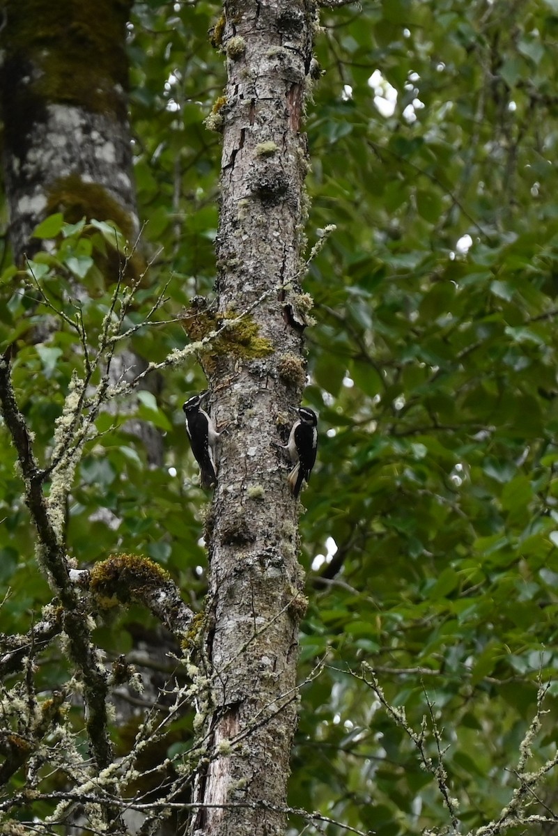 Hairy Woodpecker - ML618495760