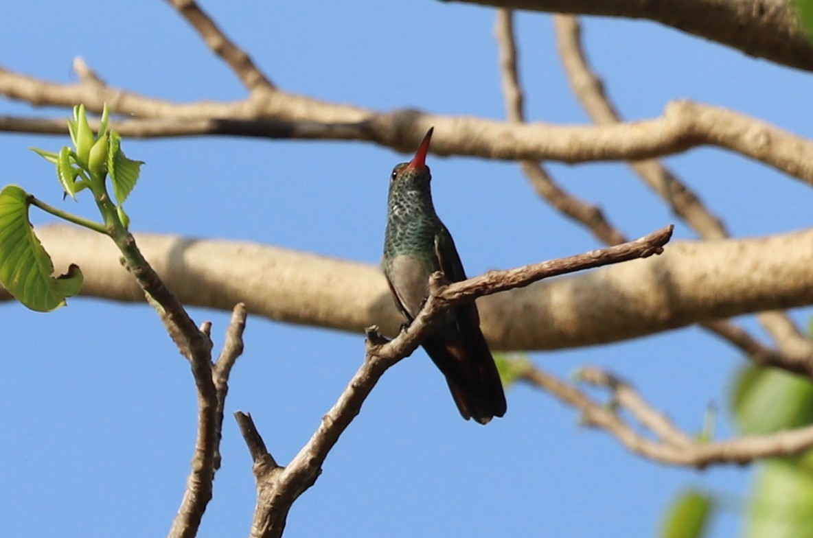 Rufous-tailed Hummingbird - ML618495783