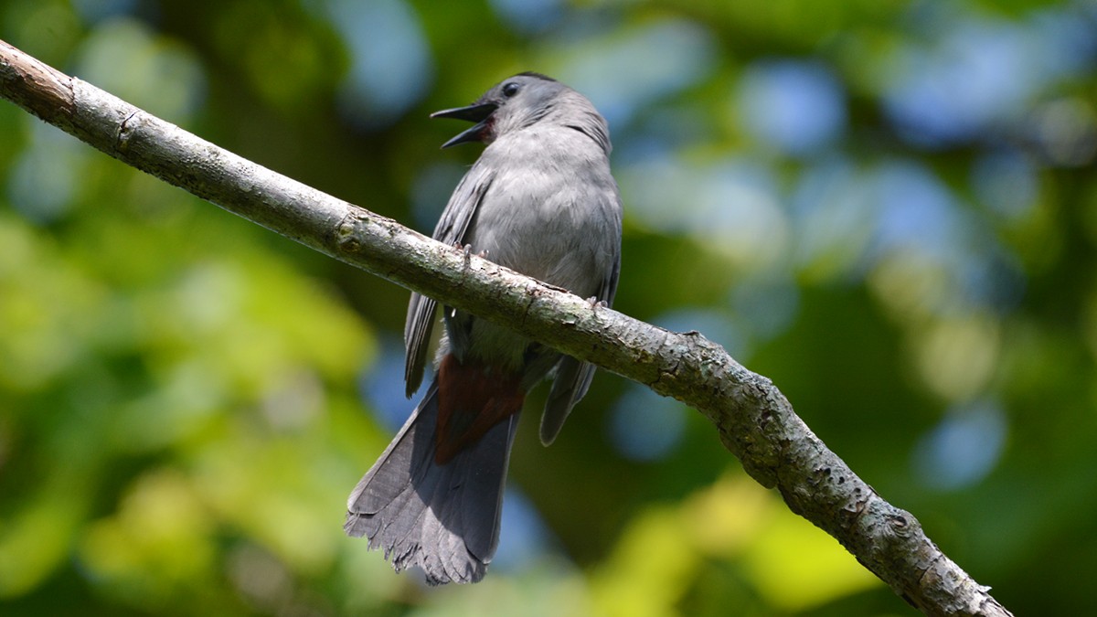 Gray Catbird - ML61849581