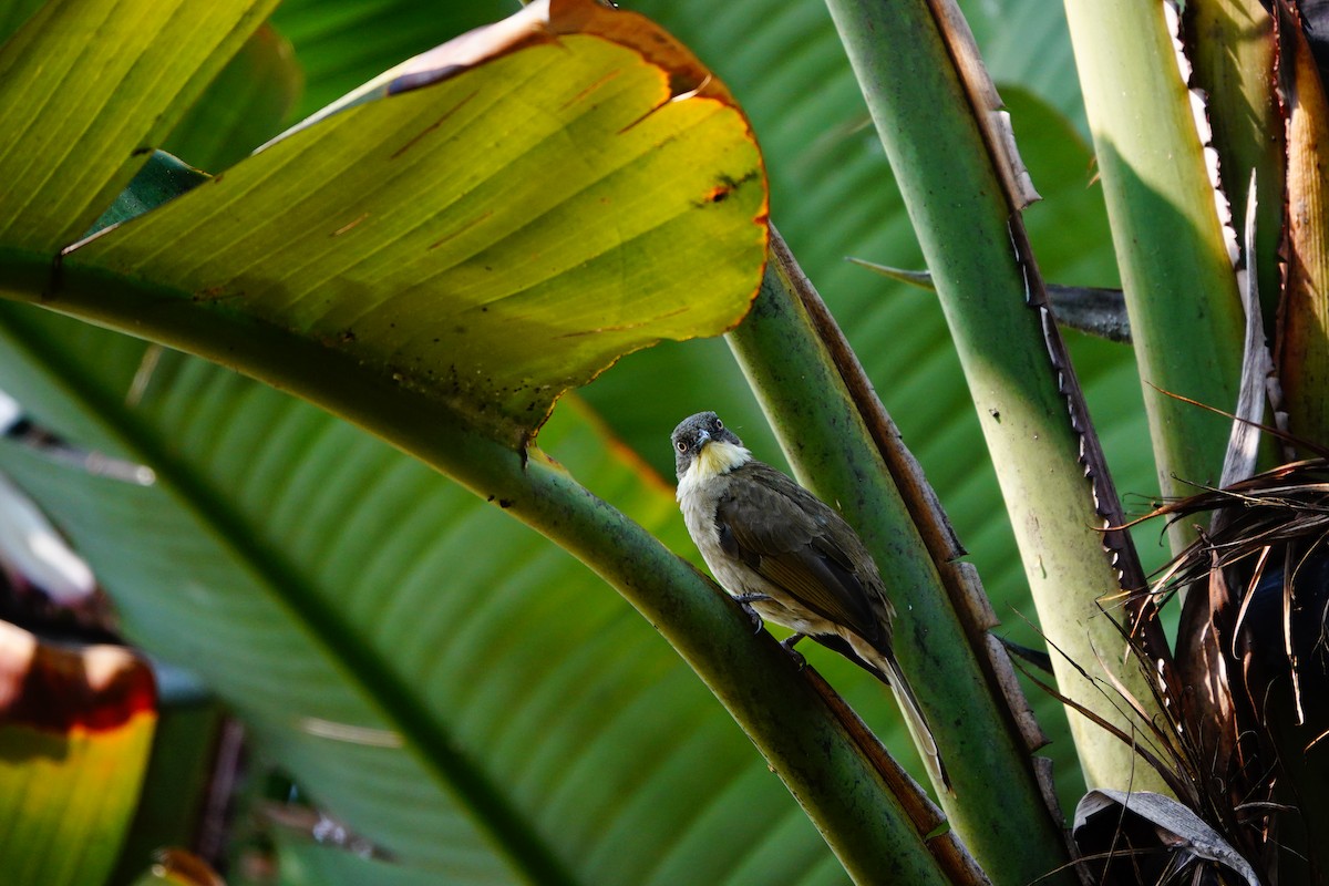 Yellow-throated Greenbul - ML618495913