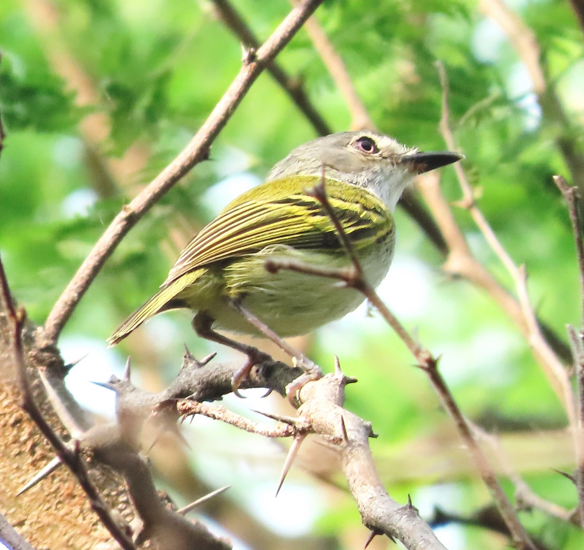 Slate-headed Tody-Flycatcher - Alfredo Correa