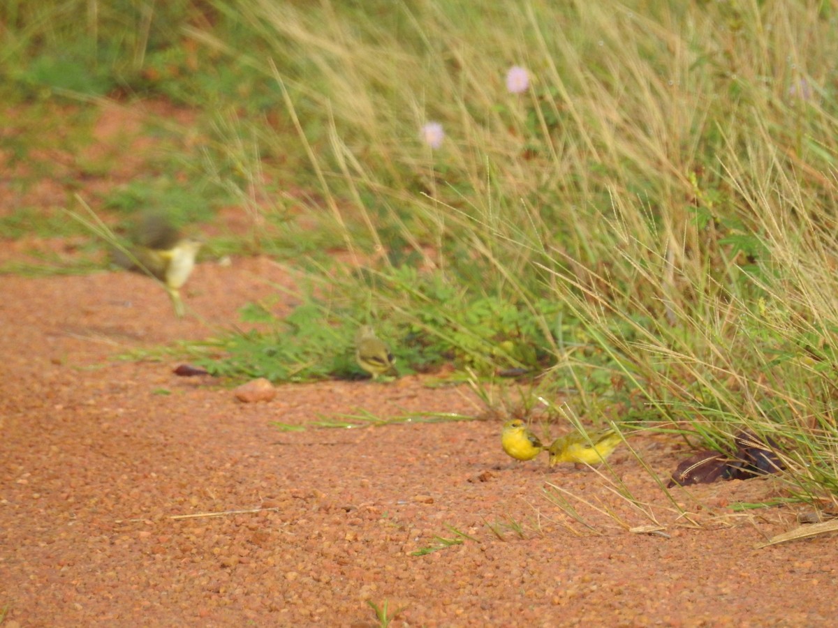 Orange-fronted Yellow-Finch - ML618495922