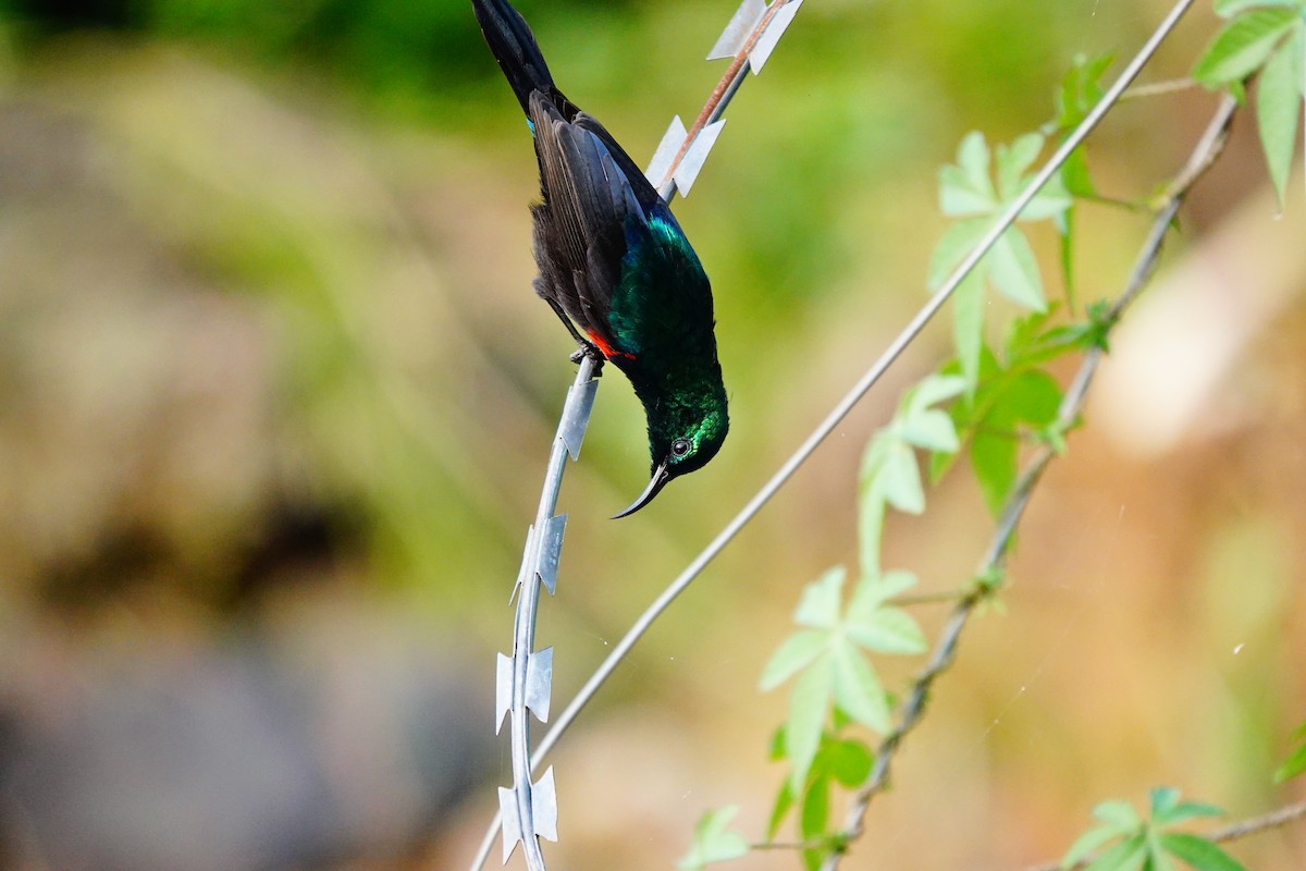 Red-chested Sunbird - Emily Denker