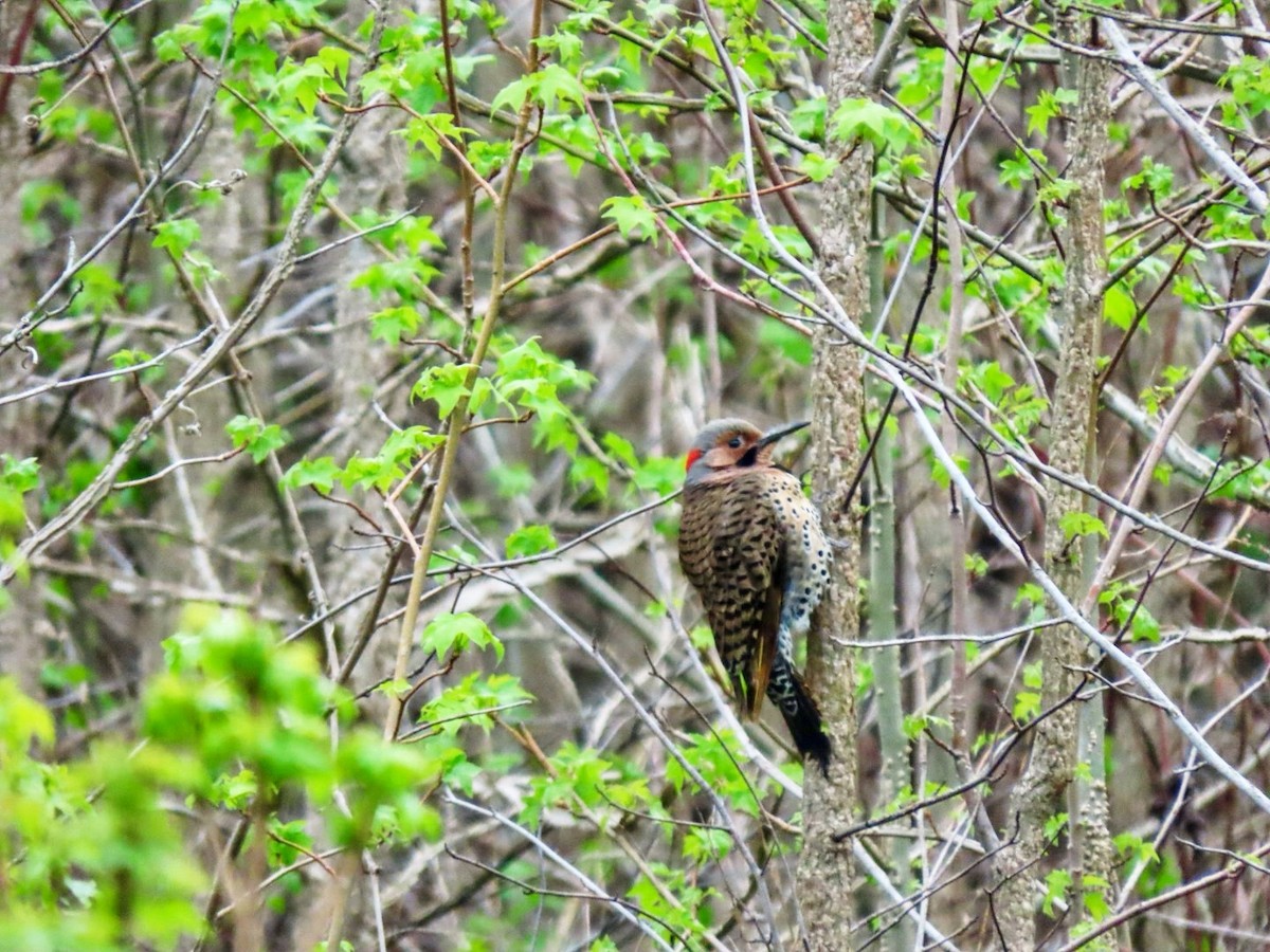 Northern Flicker - ML618495984