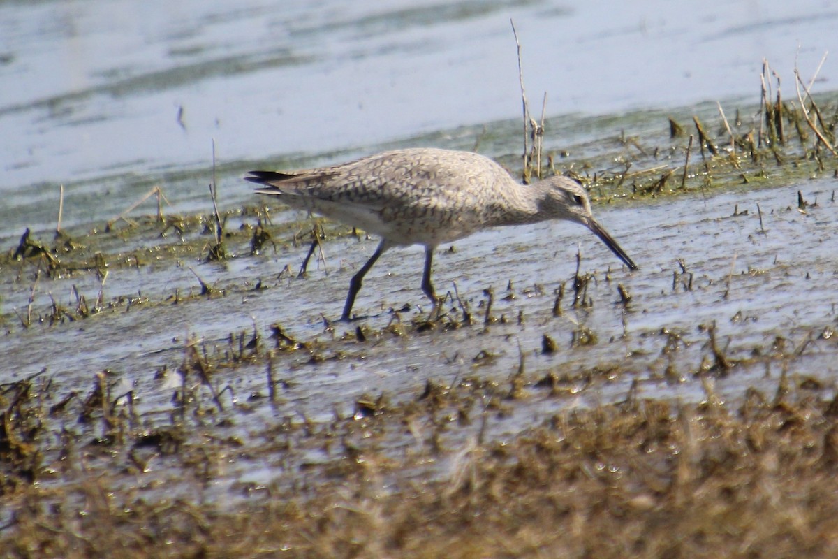 Willet - ML618495993