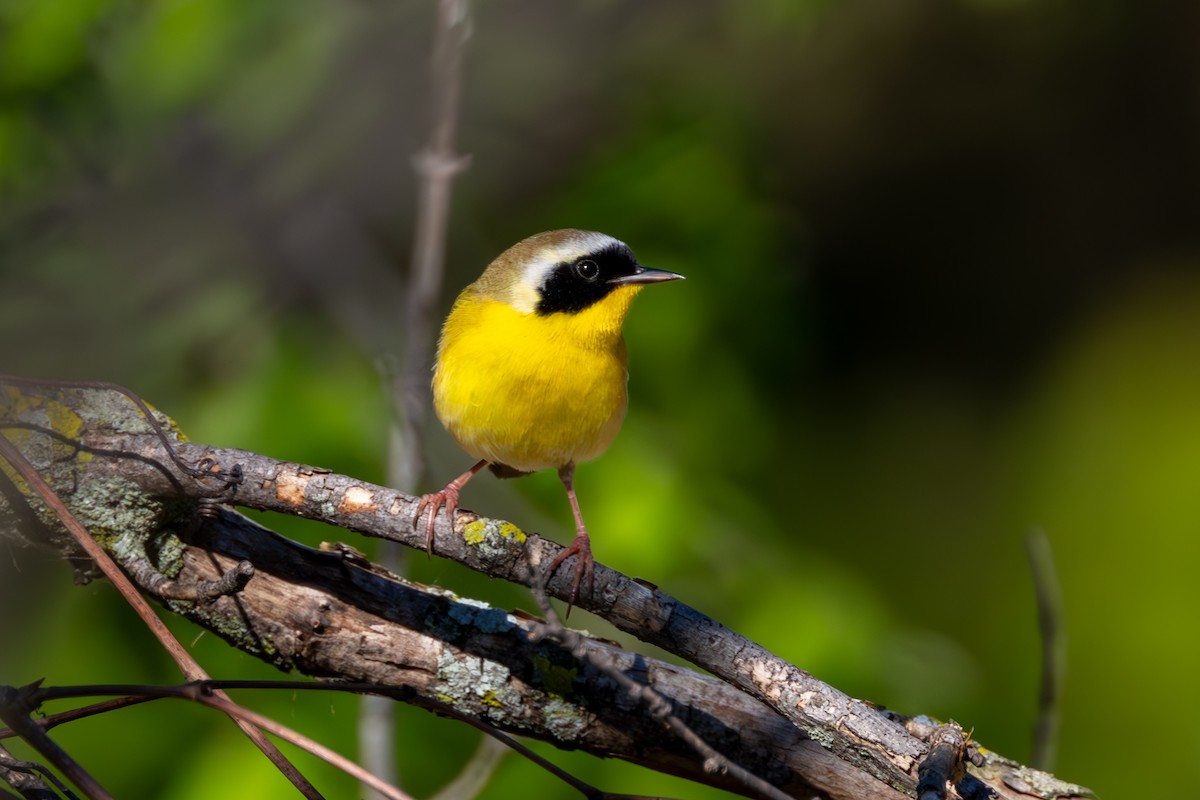 Common Yellowthroat - Myron Peterson