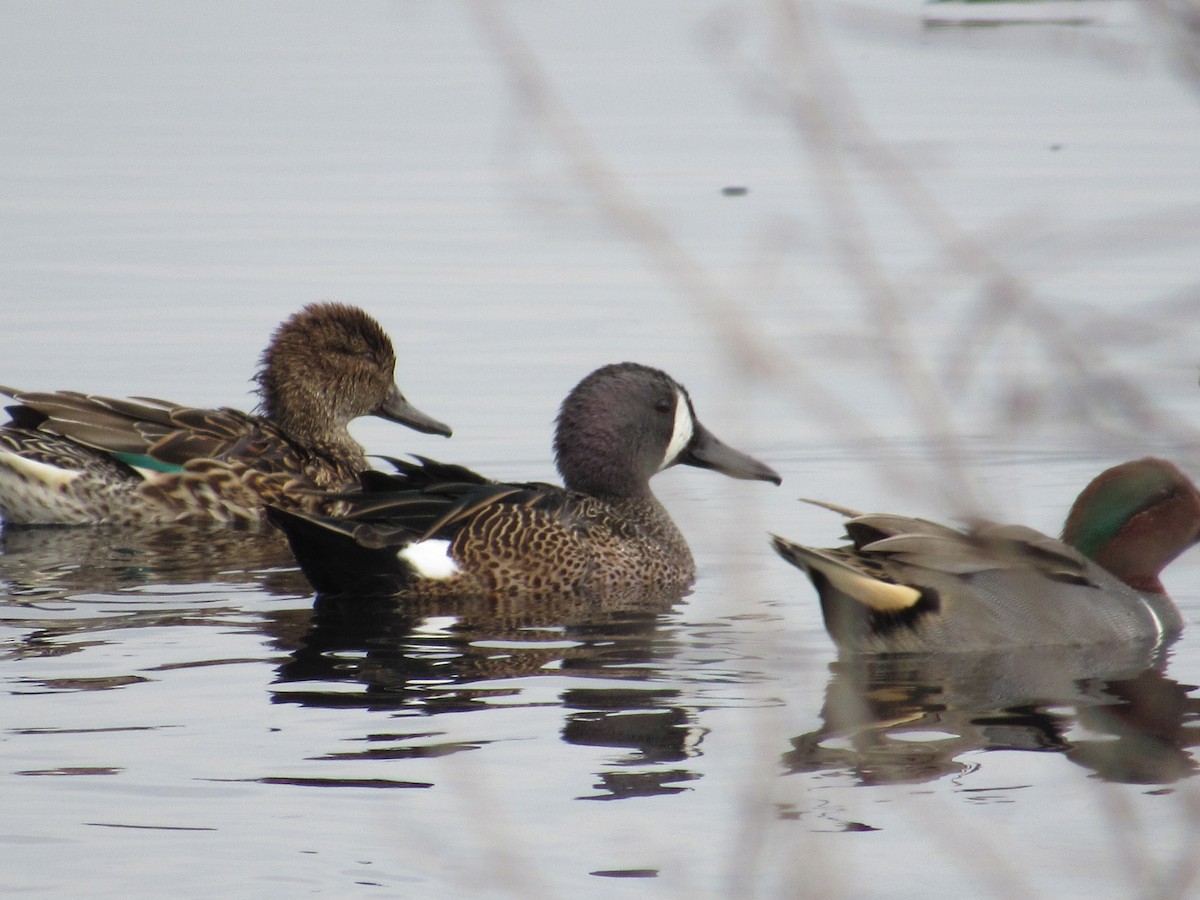 Blue-winged Teal - ML618496035
