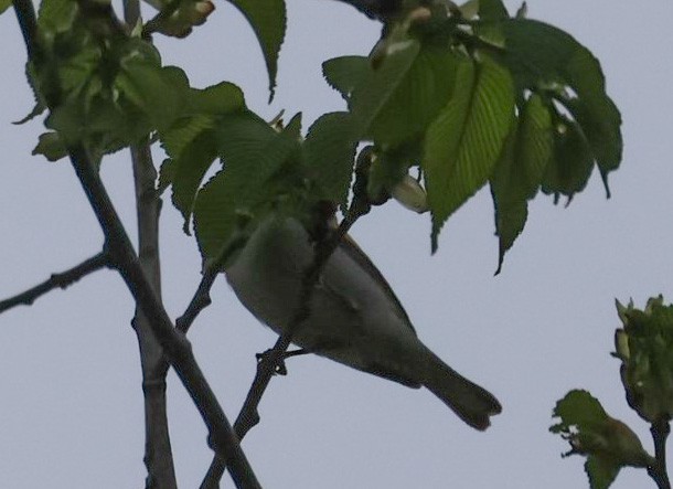 Golden-winged Warbler - Pam Rasmussen