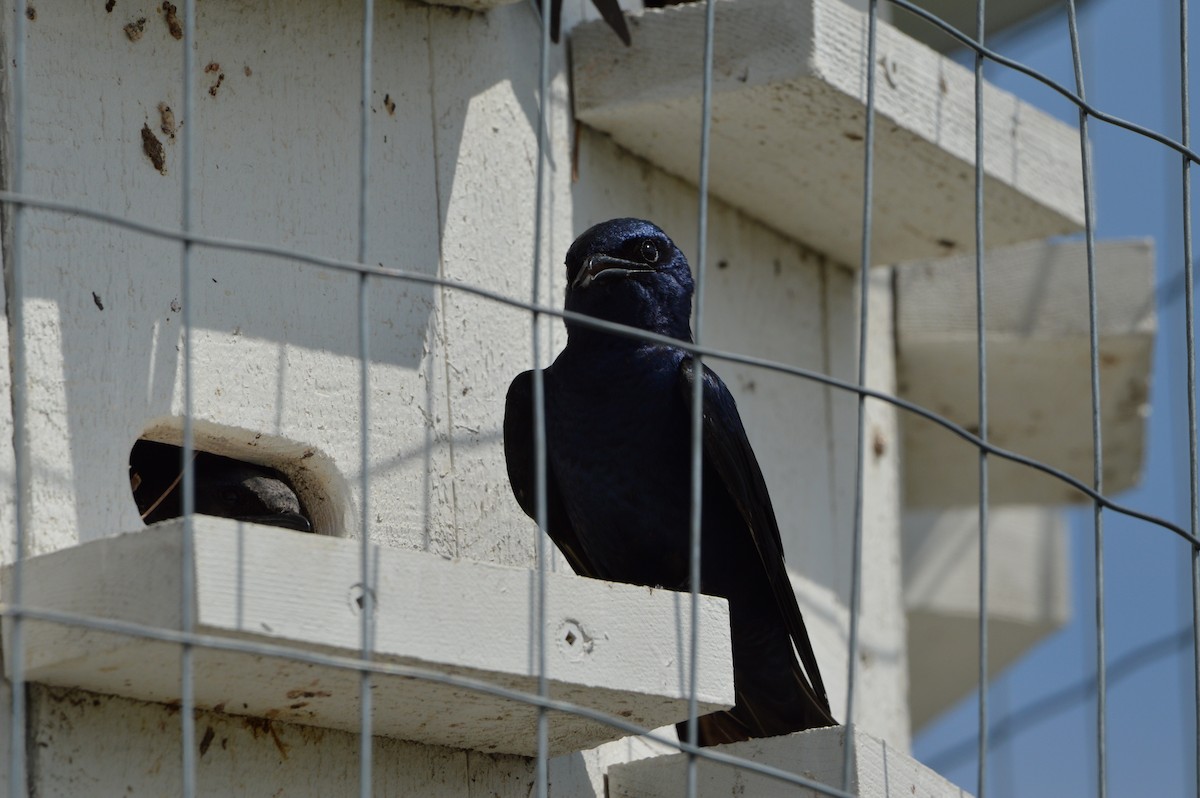 Purple Martin - James Logan