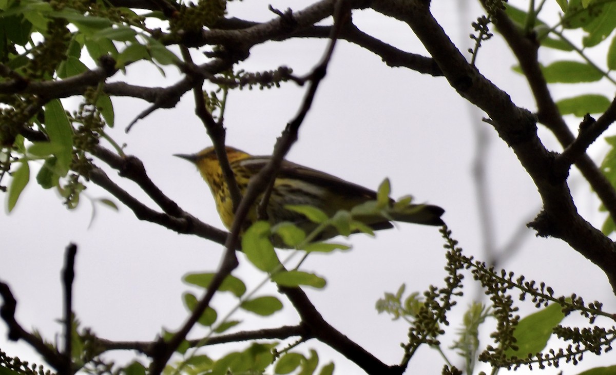 Cape May Warbler - ML618496174