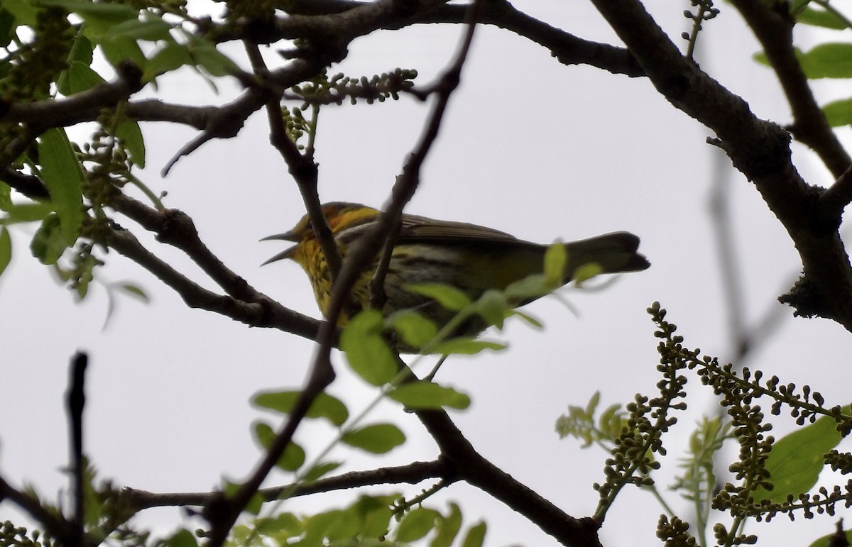 Cape May Warbler - ML618496175