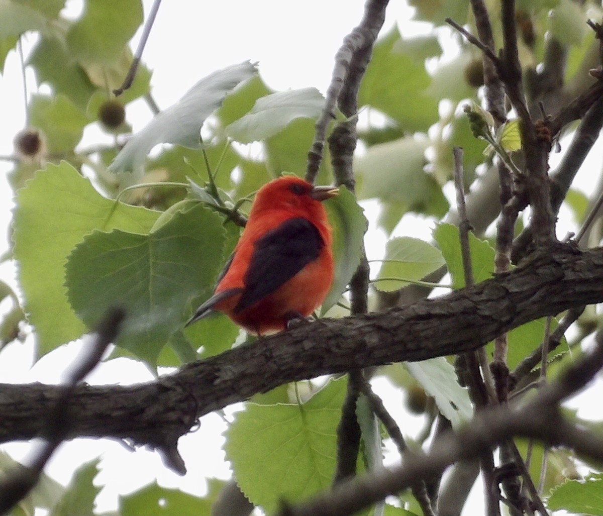 Scarlet Tanager - ML618496186
