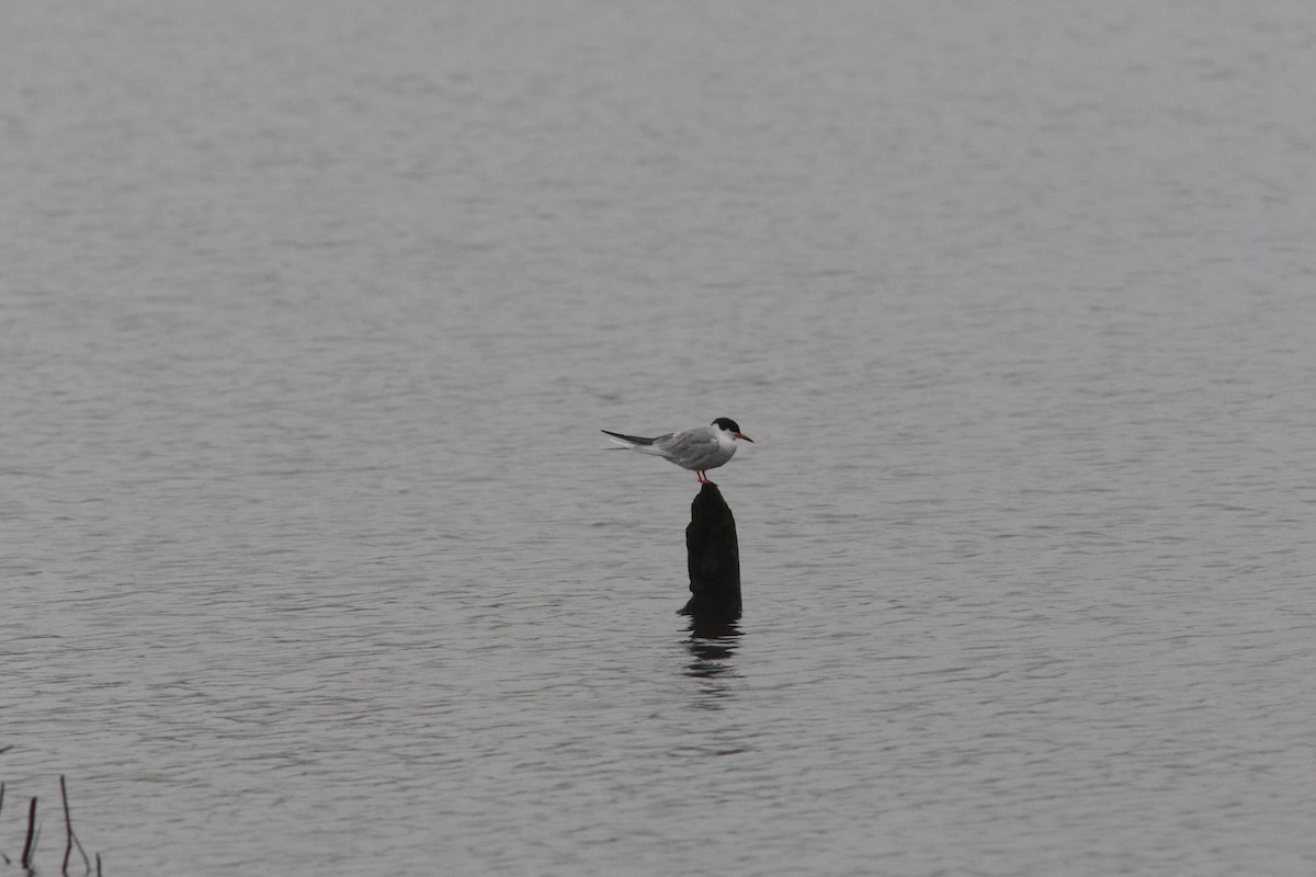 Forster's Tern - ML618496194