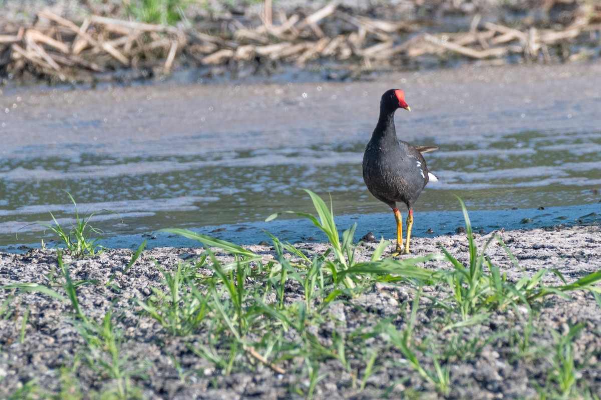 Common Gallinule - John Martin