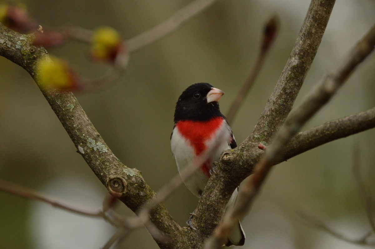 Rose-breasted Grosbeak - James Logan