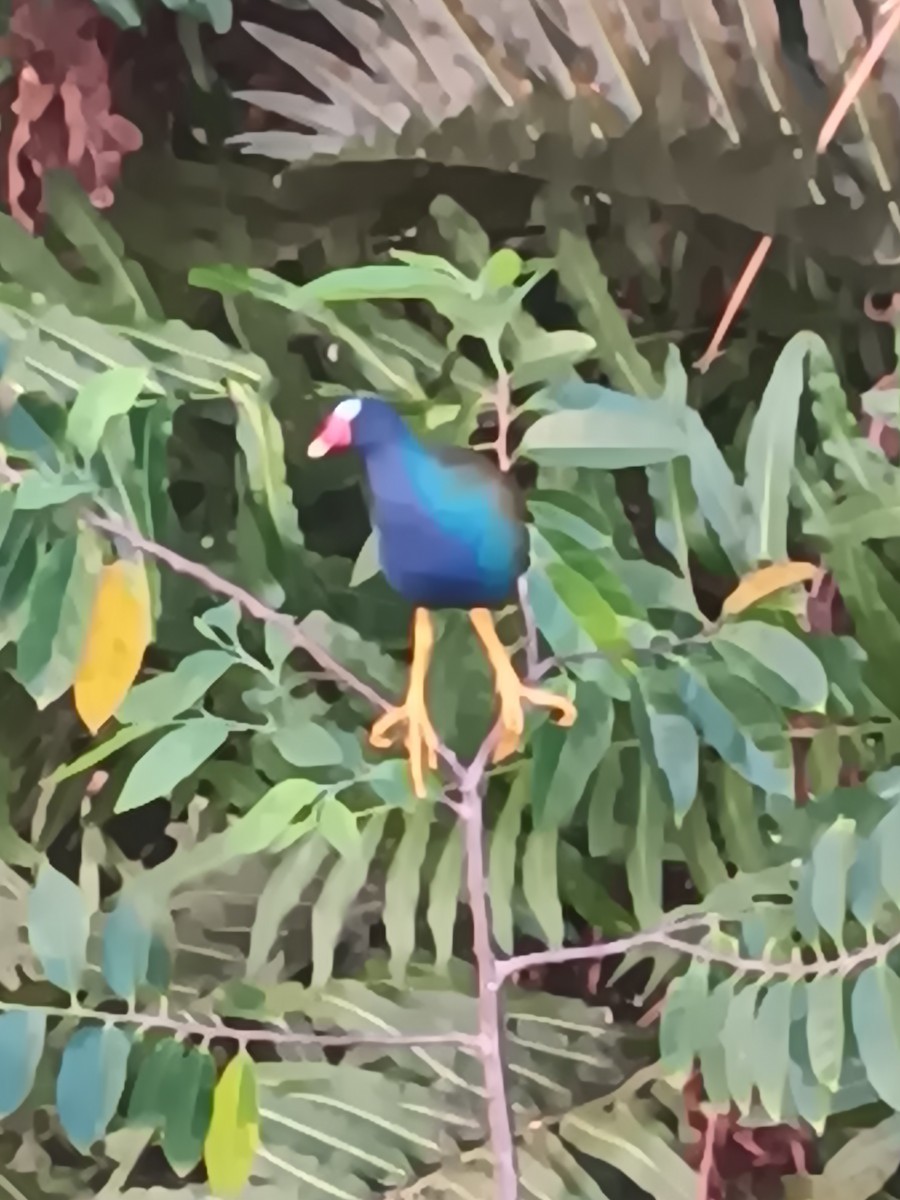 Purple Gallinule - Anonymous