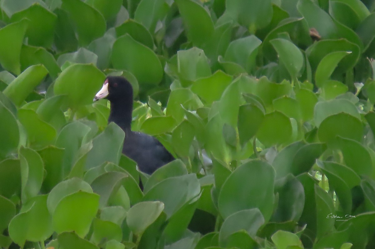 American Coot - Esteban Ortiz