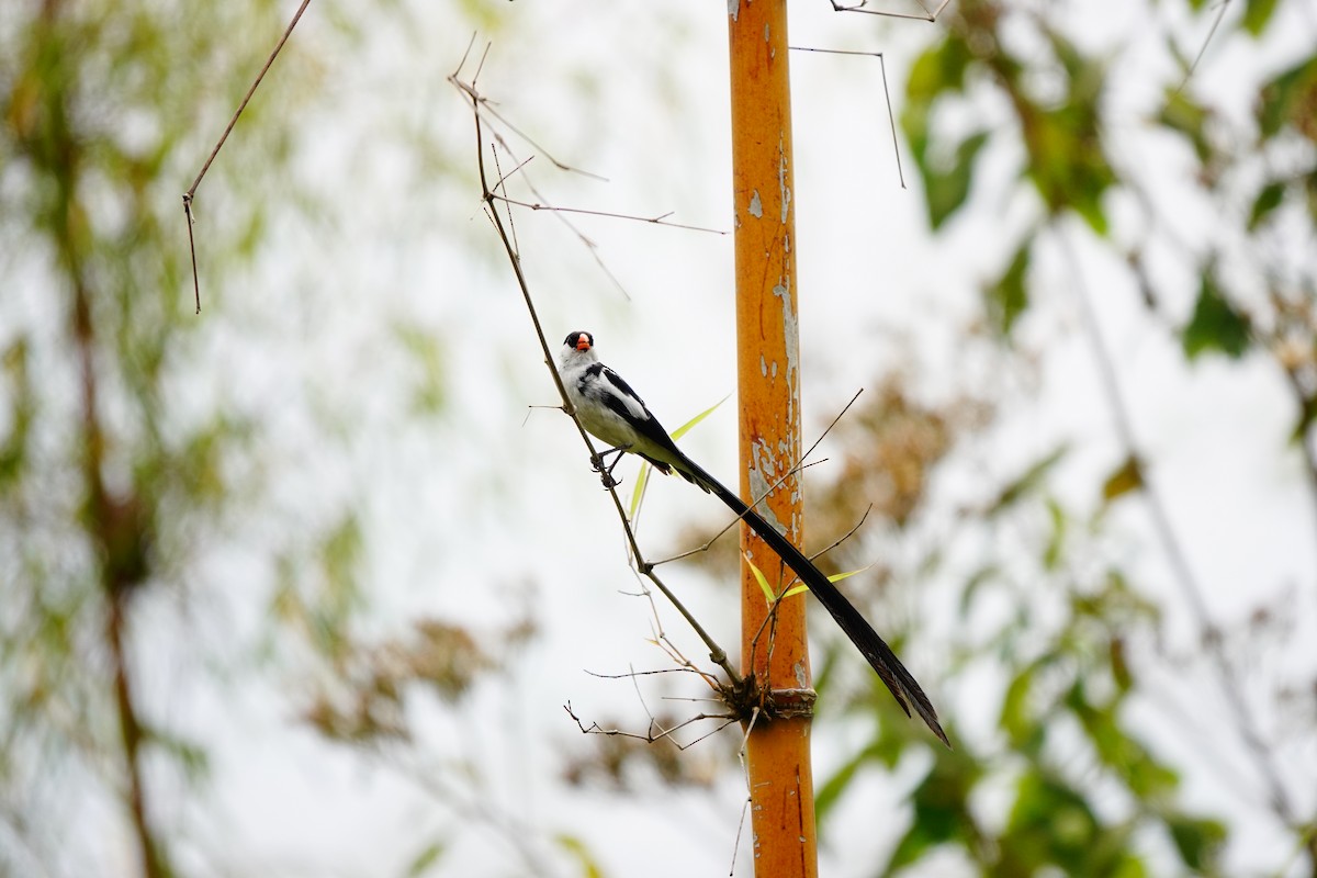 Pin-tailed Whydah - ML618496214