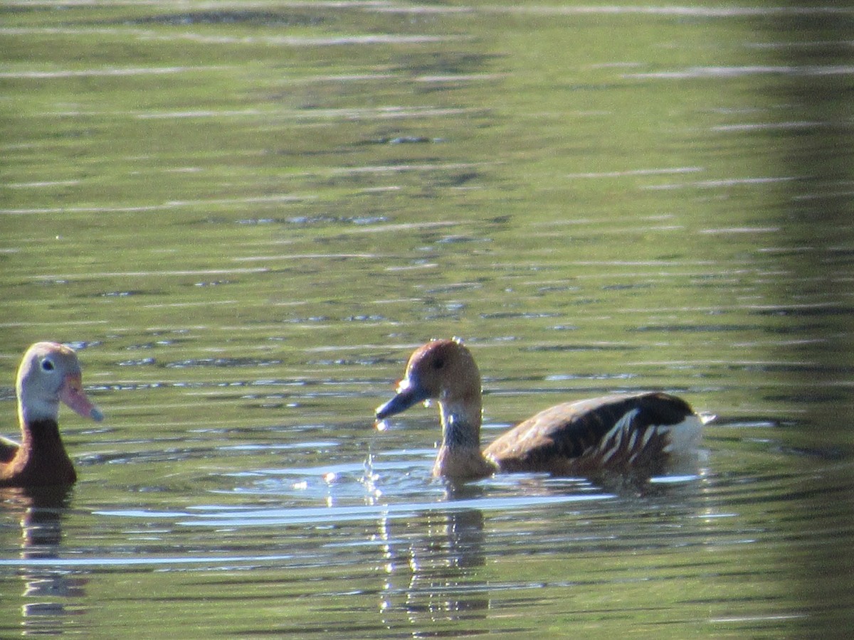 Dendrocygne fauve - ML618496234