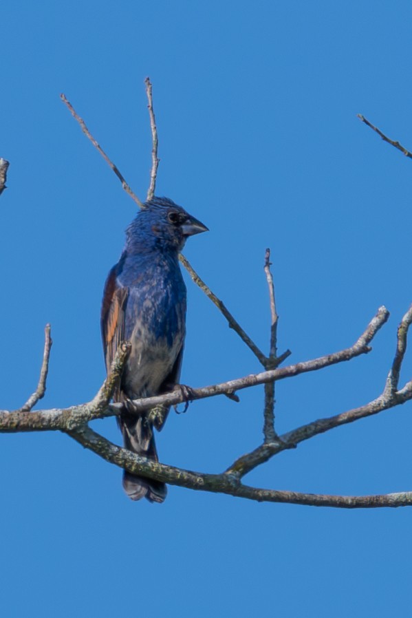 Blue Grosbeak - John Martin