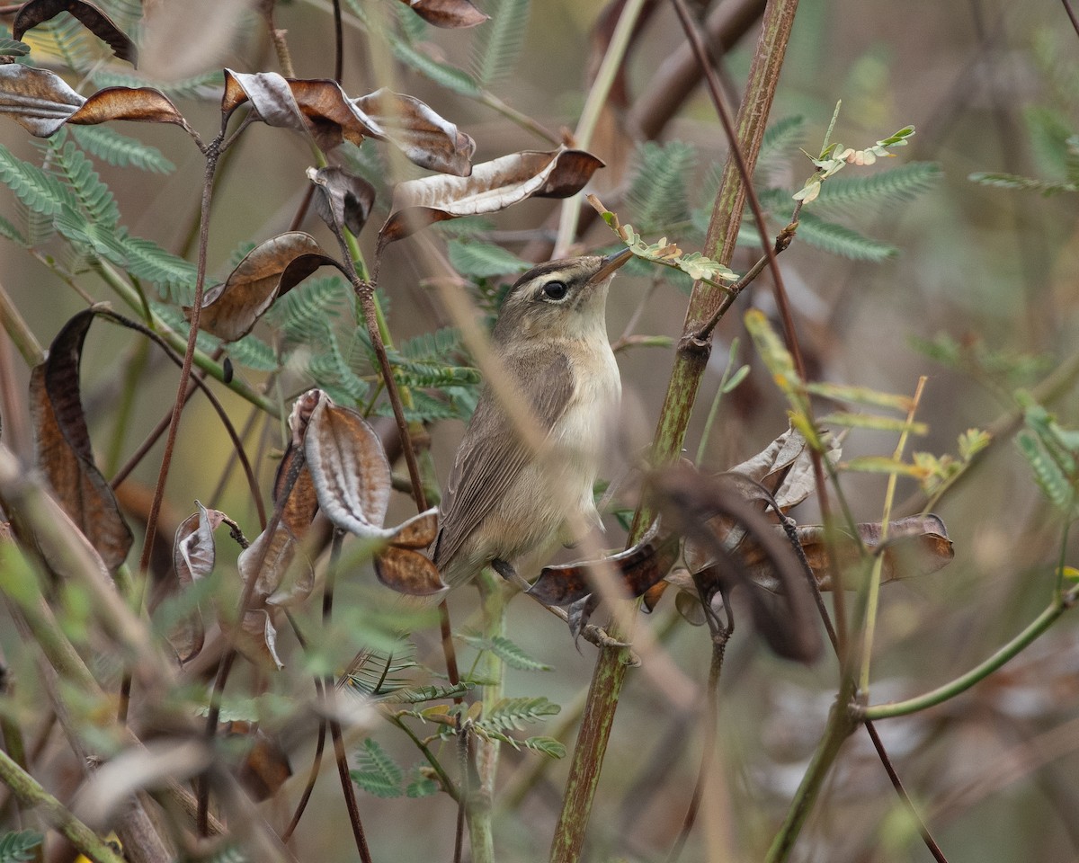 Black-browed Reed Warbler - Yan Ze Ng