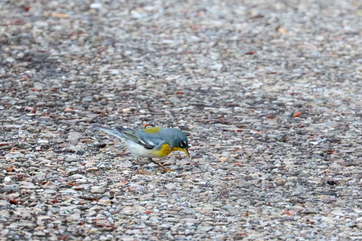 Northern Parula - Colin Sumrall