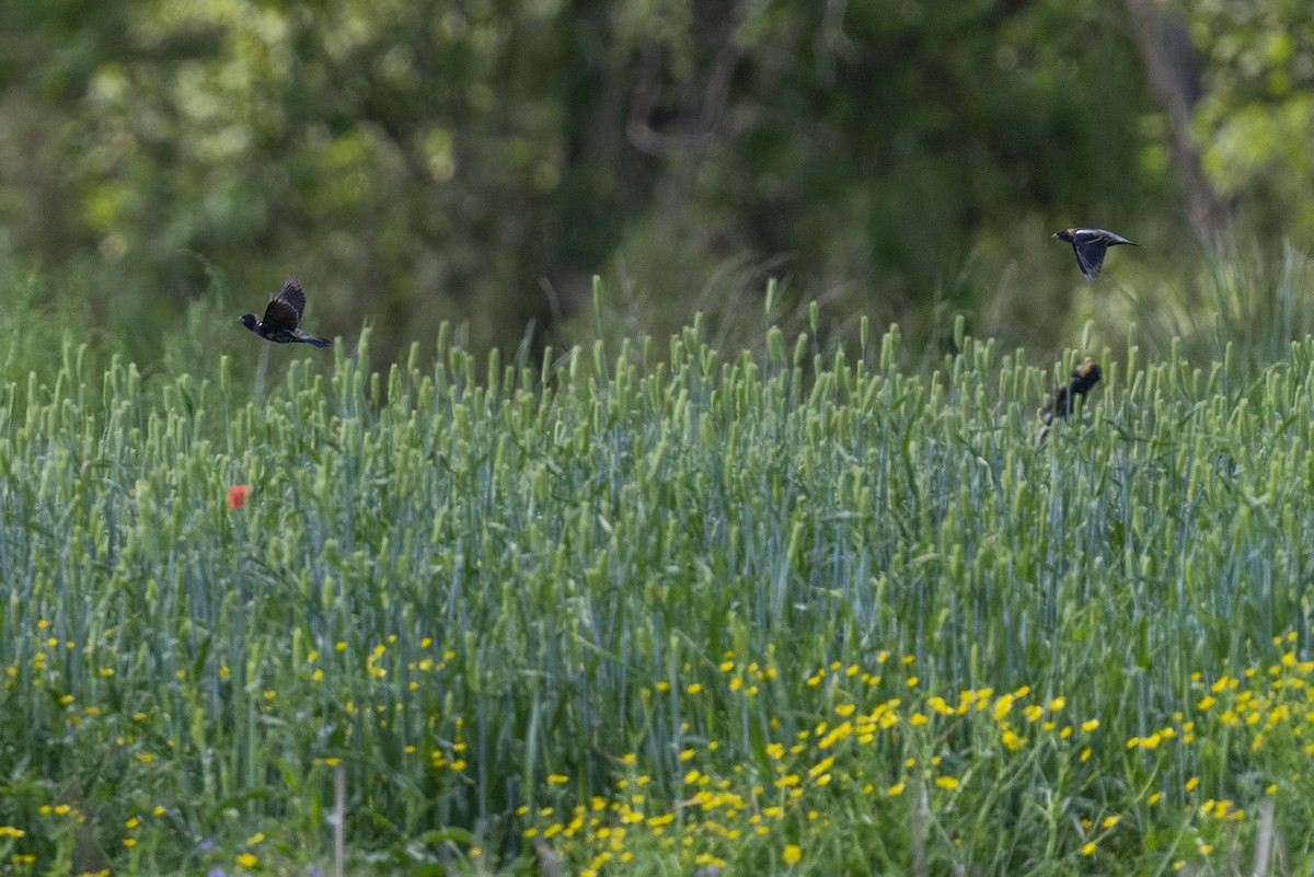 Bobolink - ML618496275