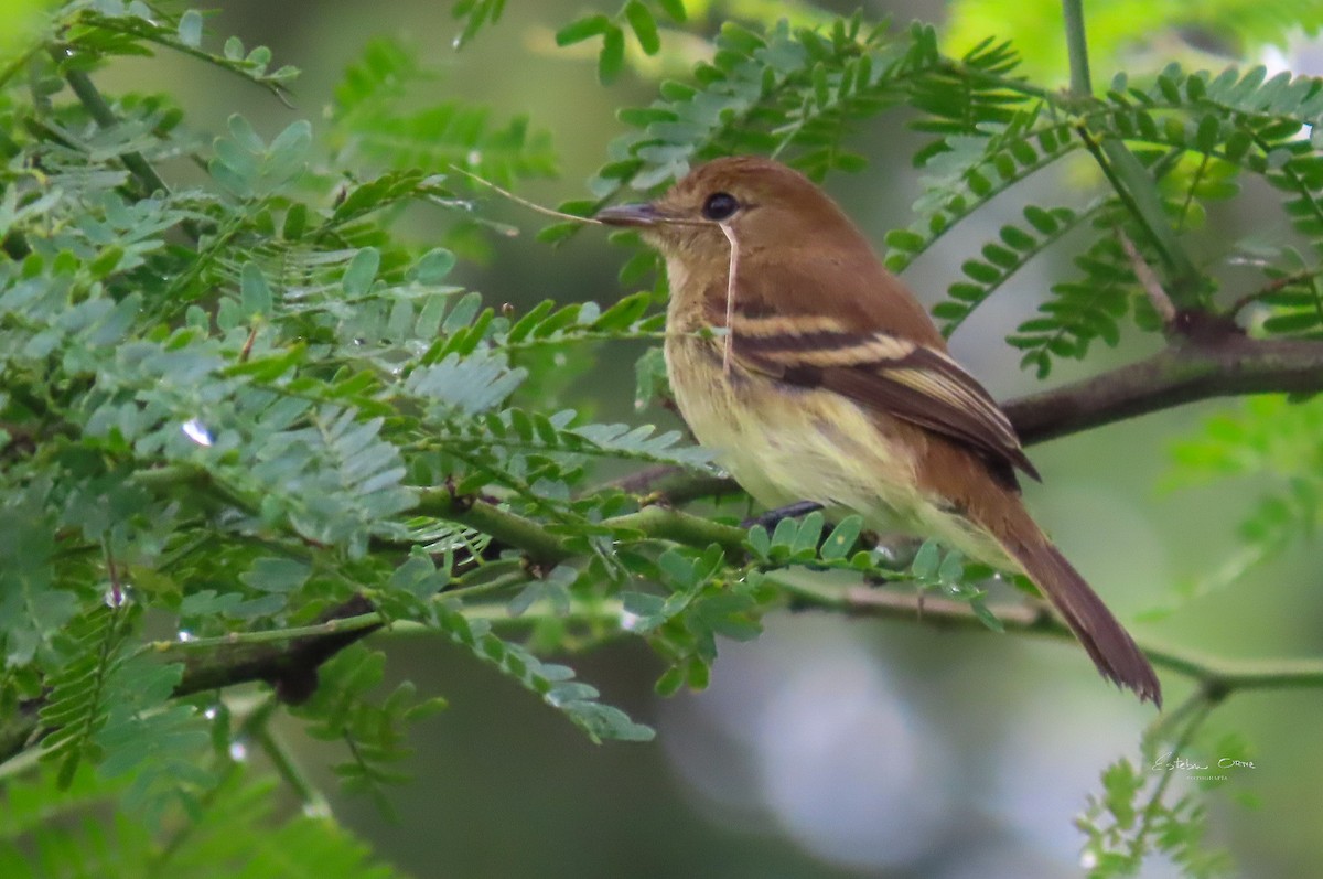 Bran-colored Flycatcher - Esteban Ortiz