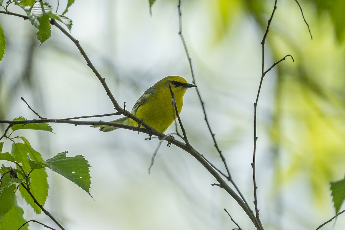 Blue-winged Warbler - ML618496289