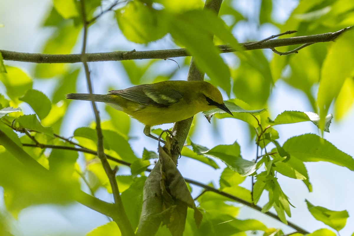 Blauflügel-Waldsänger - ML618496290