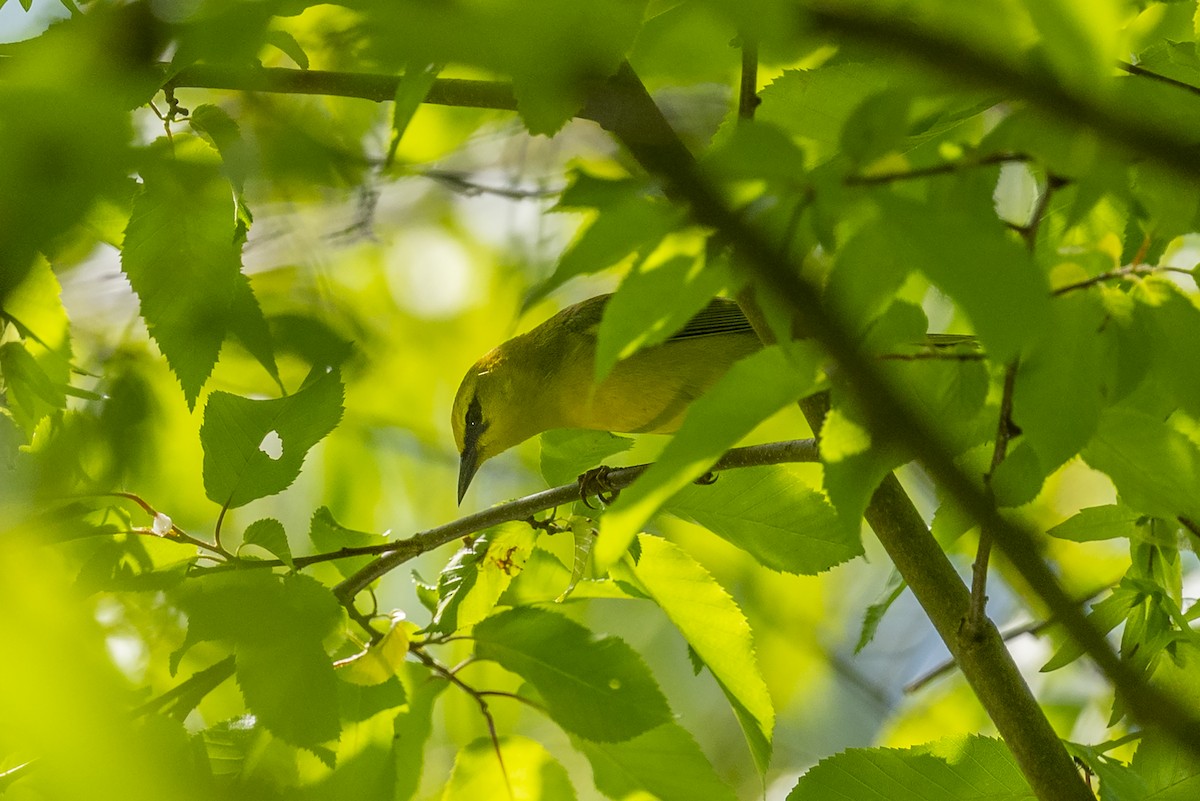 Blue-winged Warbler - ML618496291