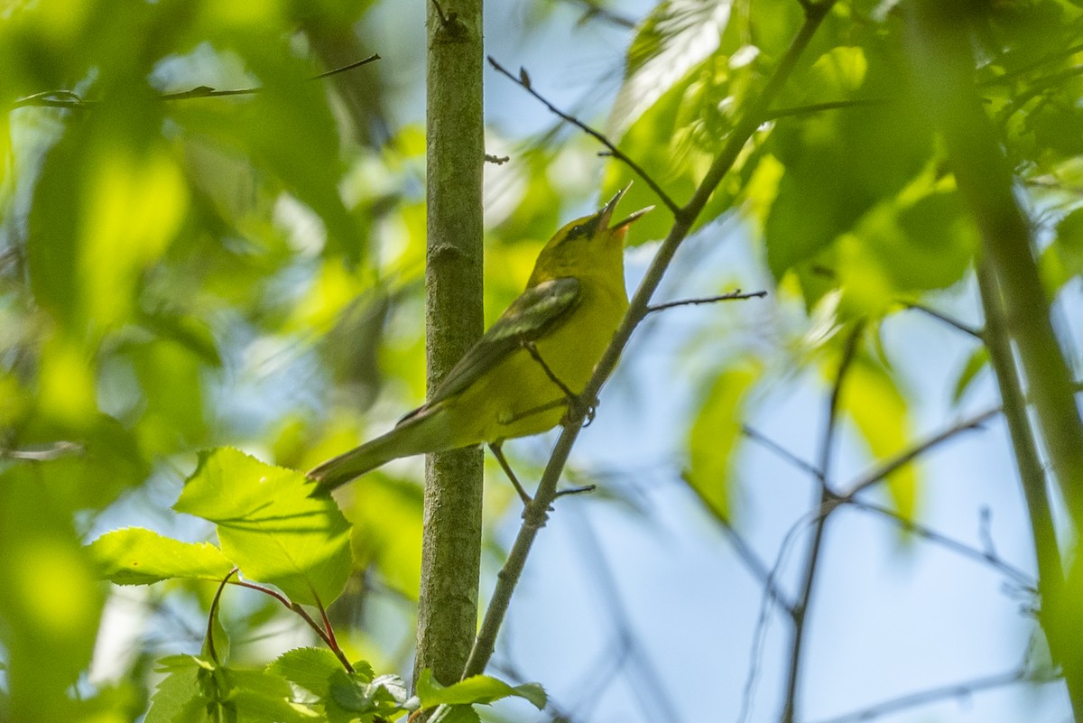 Blue-winged Warbler - ML618496292