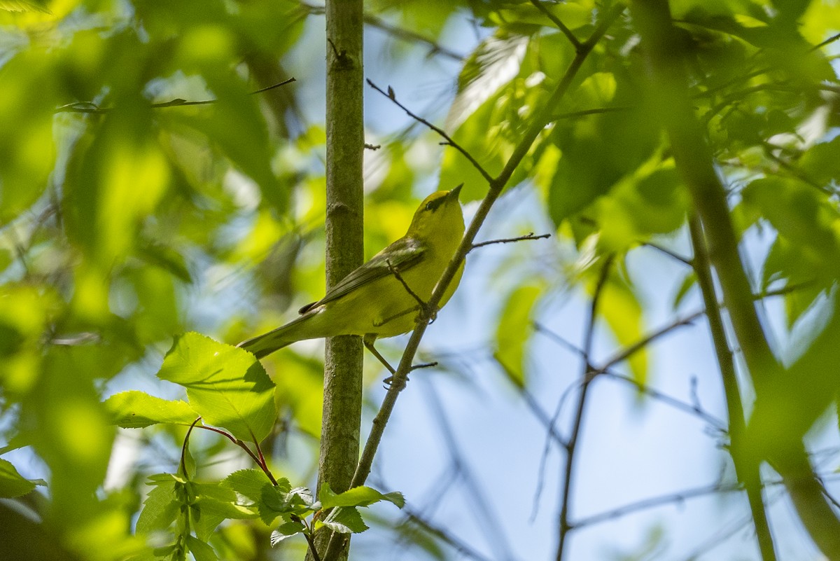 Blauflügel-Waldsänger - ML618496293